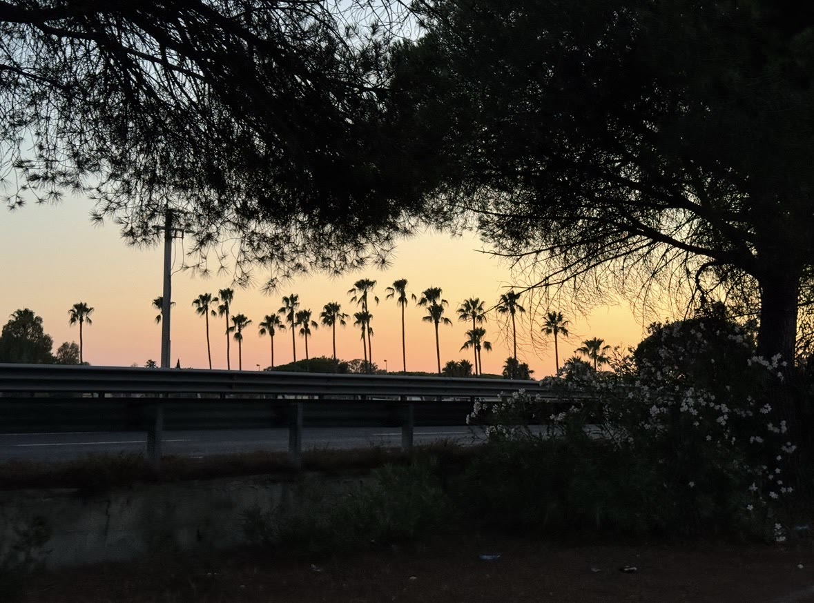 Palm trees at dusk